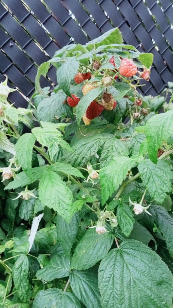 Zomer frambozen., Plein soleil, Été, Enlèvement, Plantes fruitières