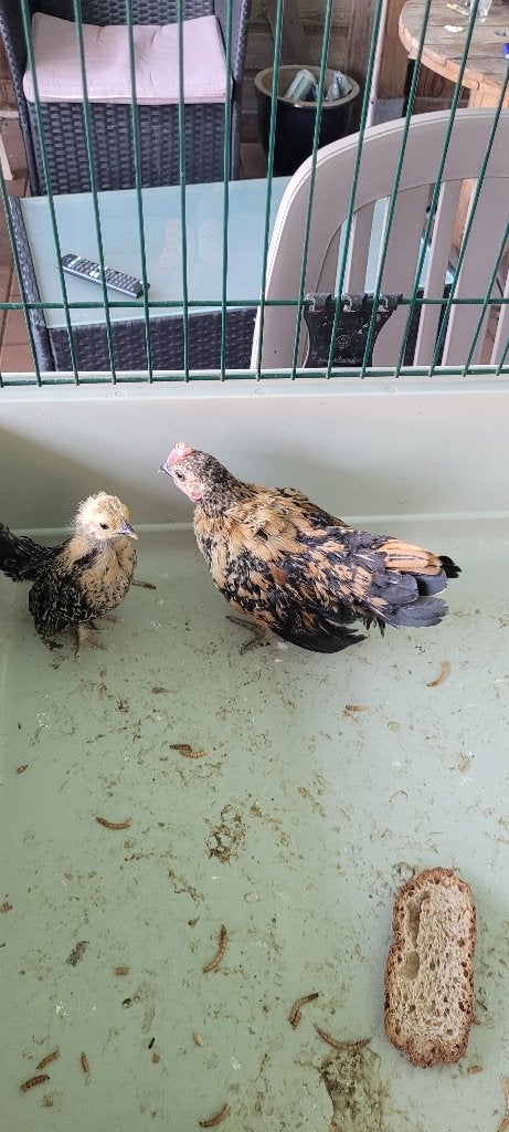 Serama haan en hen, Animaux & Accessoires, Volatiles, Plusieurs animaux, Poule ou poulet
