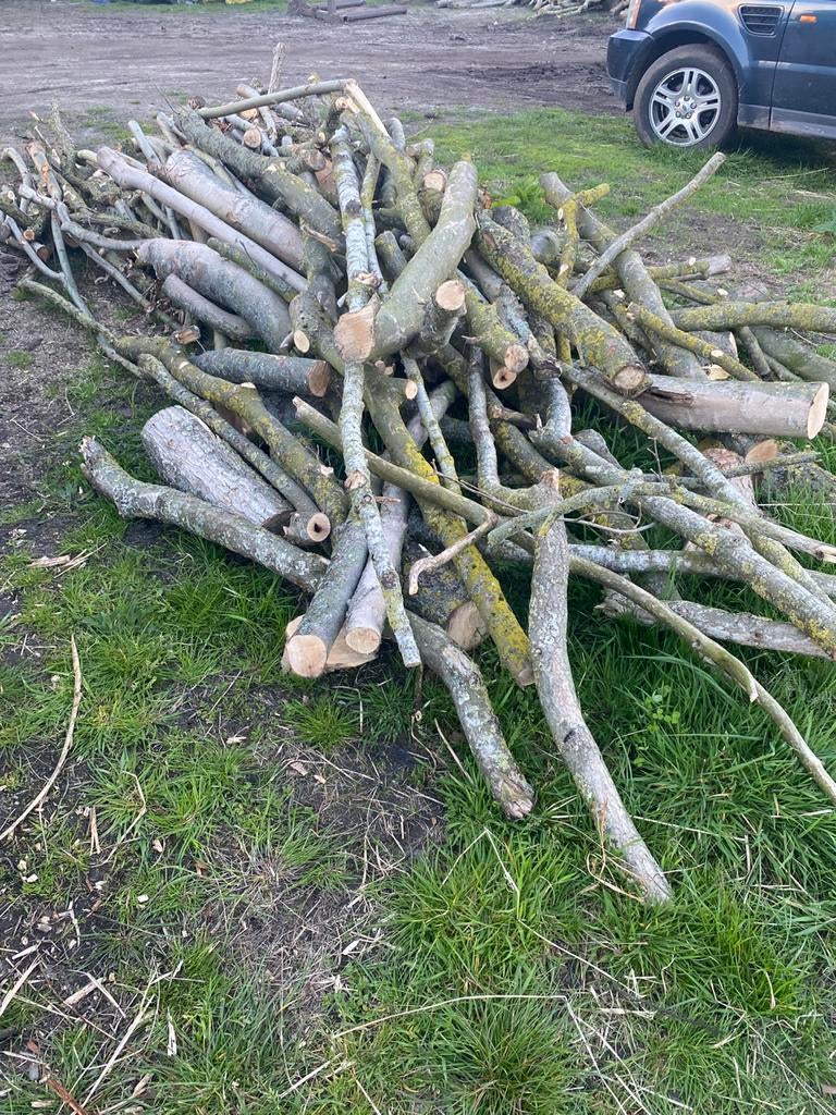 Mix op stam Cana/eik, Tuin en Terras, Ophalen, Zuilboom