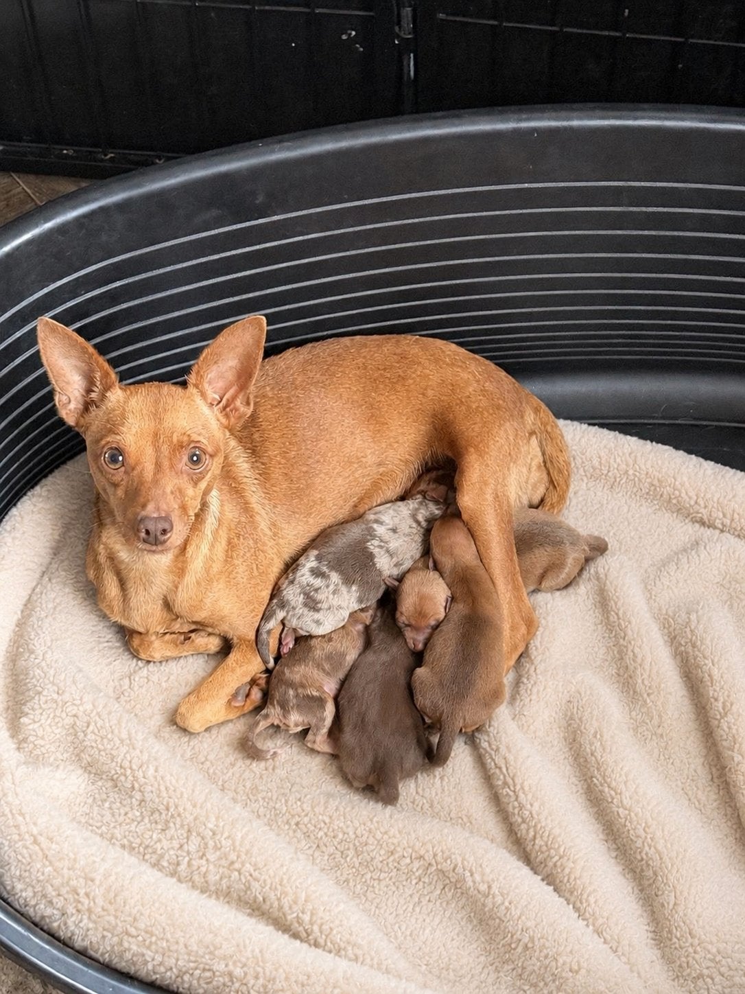 Dwergpinscher pups, Dieren en Toebehoren, België, Overige rassen, CDV (hondenziekte), 8 tot 15 weken