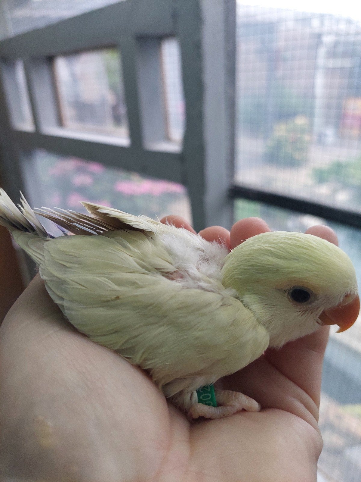 Agapornis roseicollie baby handtam, Geringd
