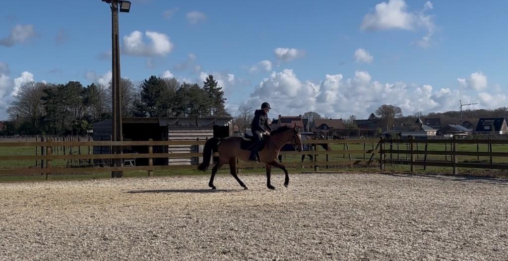 Begeleiding paarden, Dieren en Toebehoren, Paarden, Meerdere dieren, Onbeleerd, 3 tot 6 jaar