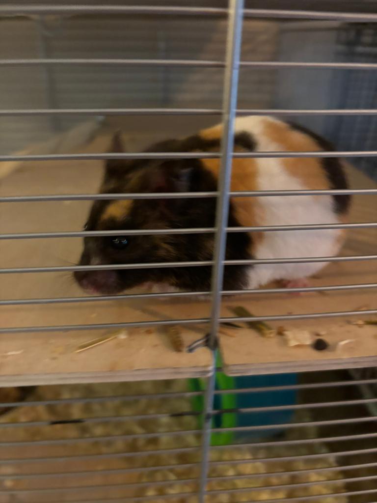 Goudhamster tri color vrouwelijk 6,5 maandjes , tam, Dieren en Toebehoren, Knaagdieren, Hamster, Vrouwelijk, Januari, Tam