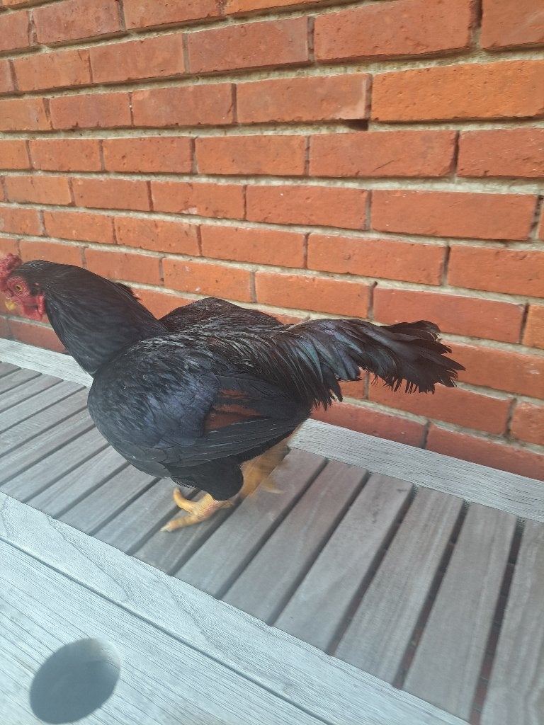 Indische vechtkriel, Dieren en Toebehoren, Pluimvee, Meerdere dieren, Kip