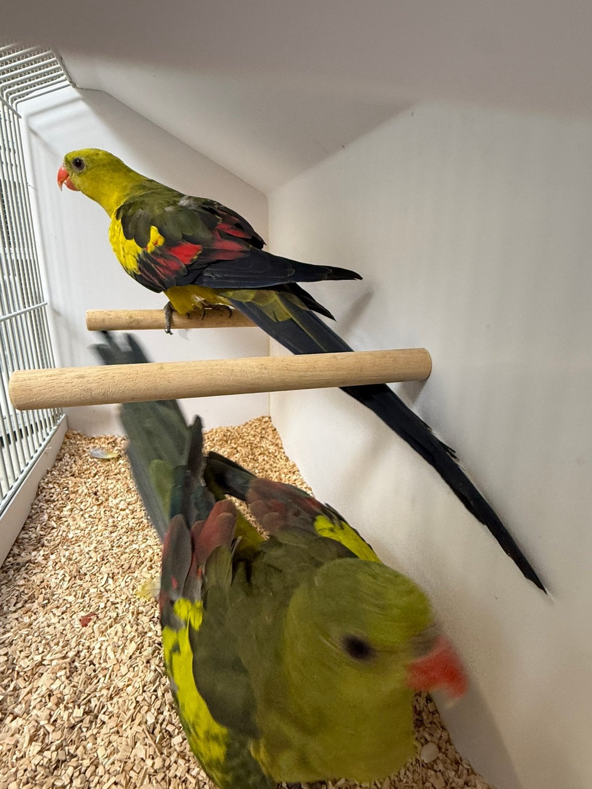 Koppeltje bergparkieten, Animaux & Accessoires, Oiseaux | Perruches & Perroquets, Plusieurs animaux, Perruche