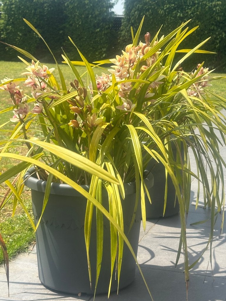 Orchideeën, Ophalen, In pot
