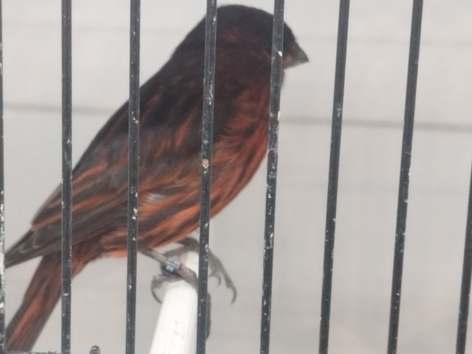 zwart rood  popen en manen