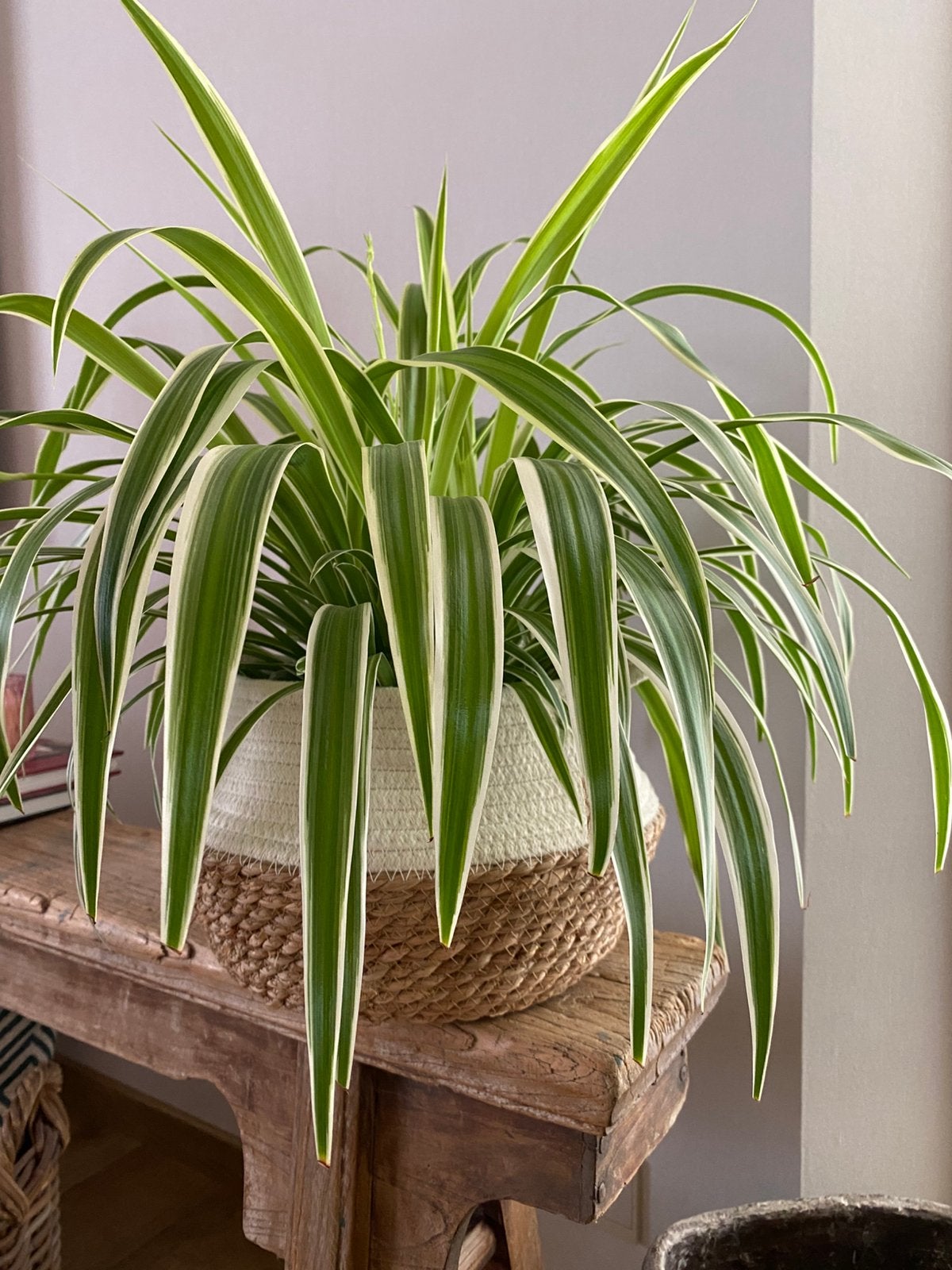 Plante de nénuphar, Maison & Meubles, Enlèvement, Autres espèces