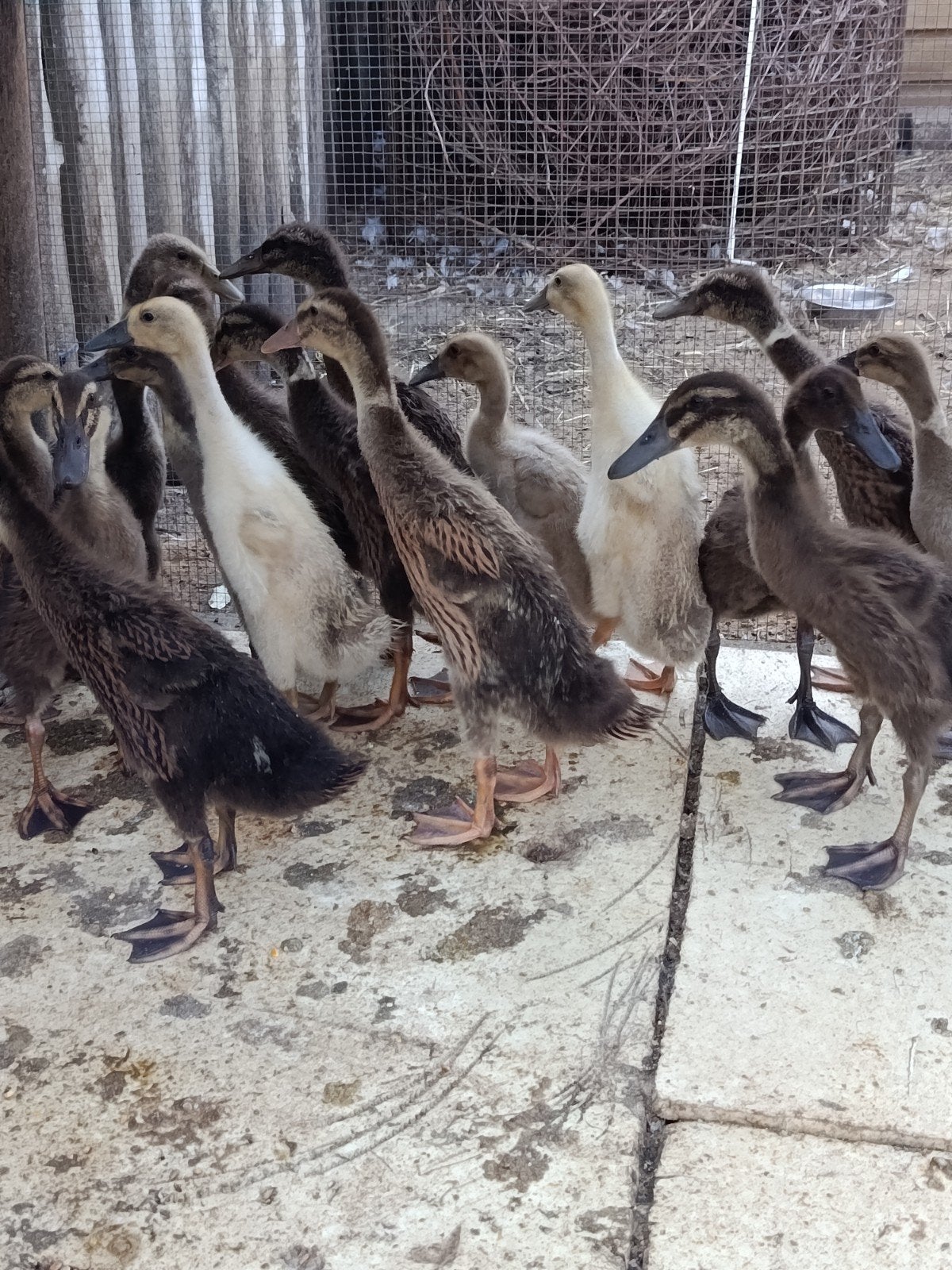 Beaux canards, Animaux & Accessoires