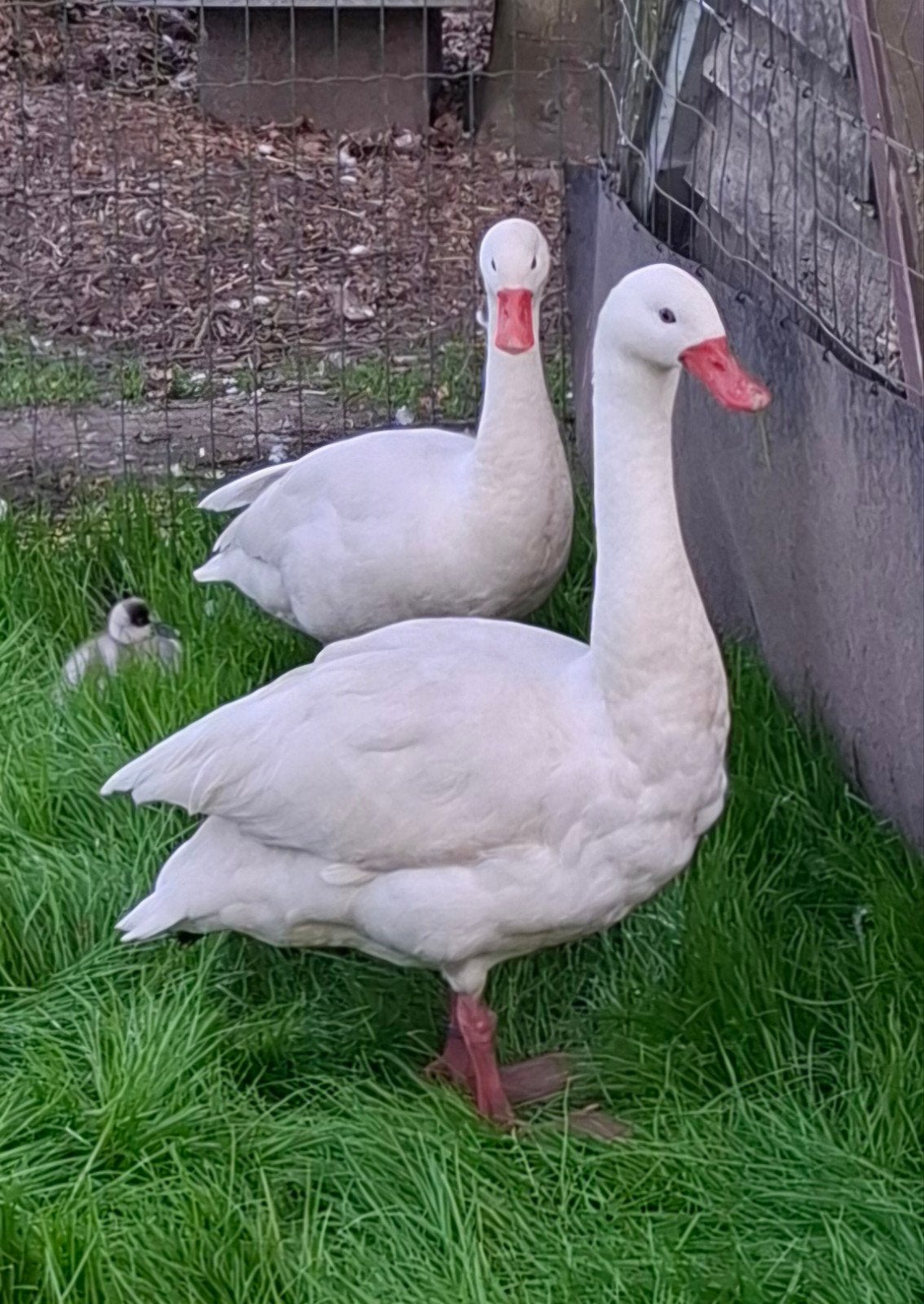 Zwanen coscarobazwanen, Dieren en Toebehoren, Pluimvee, Meerdere dieren, Gans of Zwaan