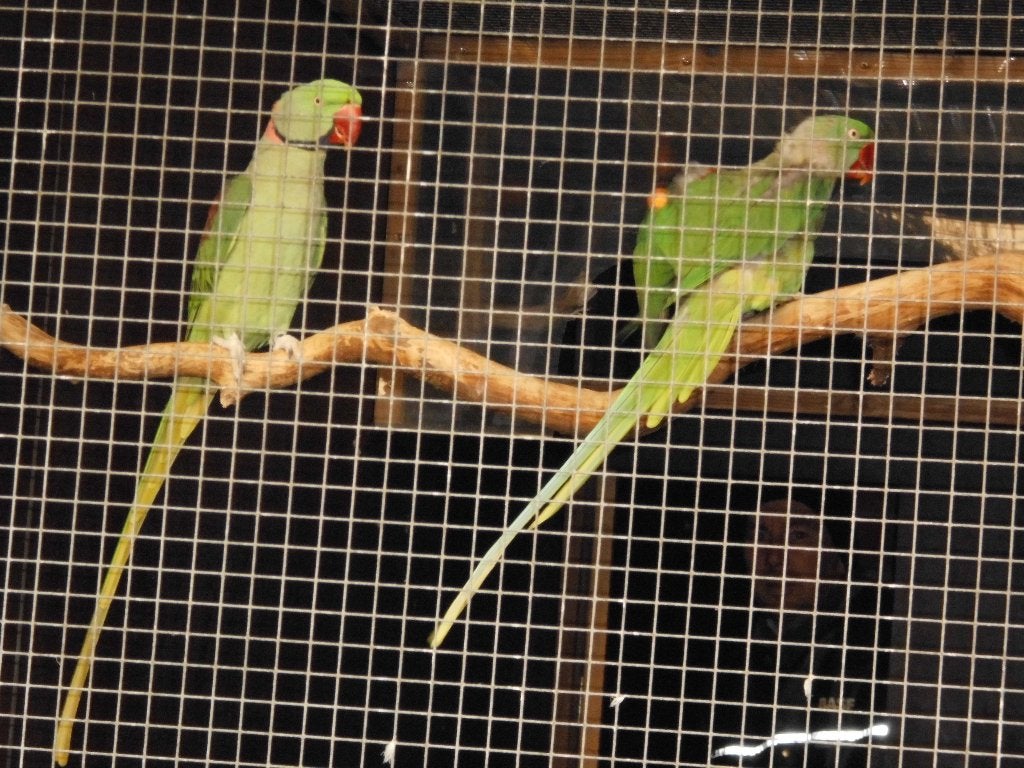 Grote alexander, Dieren en Toebehoren, Meerdere dieren, Parkiet, Geringd