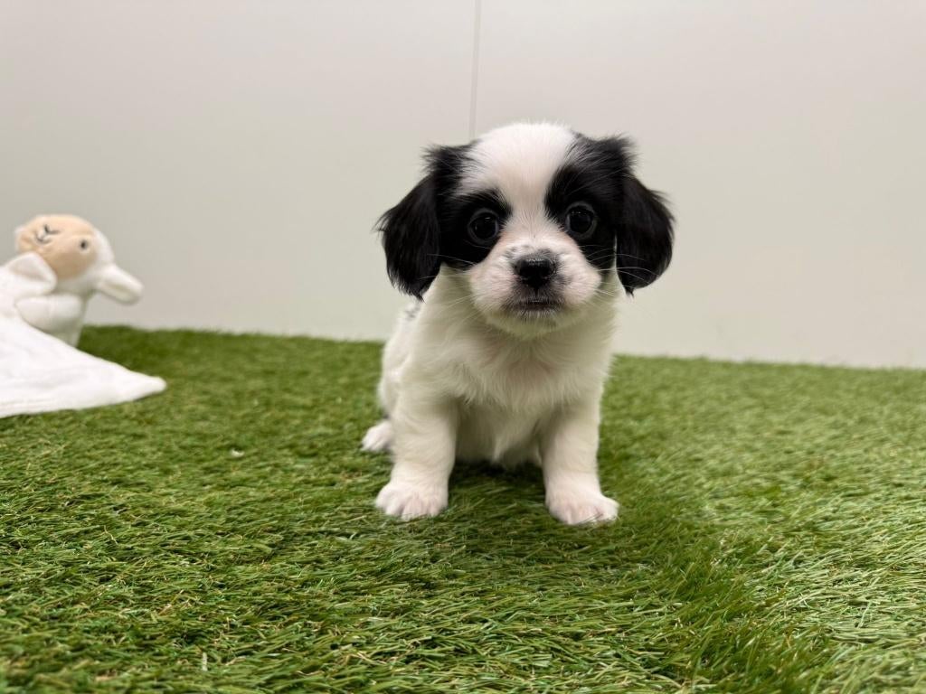 Chiots Teckel x Mix, Plusieurs, Hépatite contagieuse (maladie de Rubarth), Belgique, Plusieurs animaux