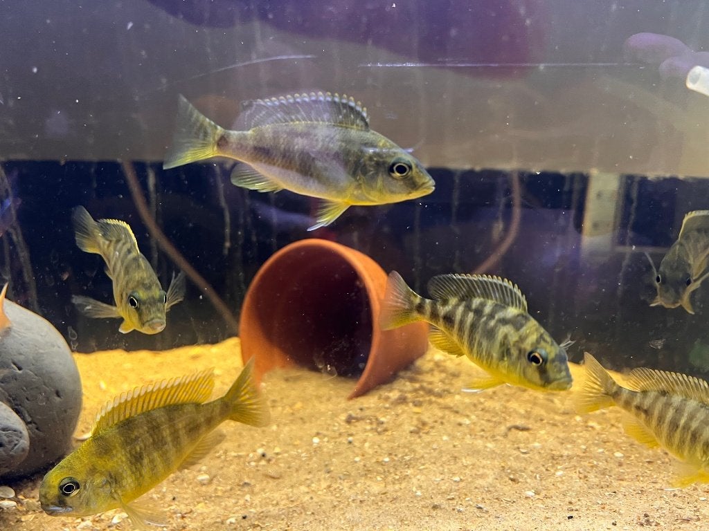 Hybride Nimbochromis venustus//Aulonocara Gertrudae, Dieren en Toebehoren, Vissen | Aquariumvissen, Vis, Zoetwatervis