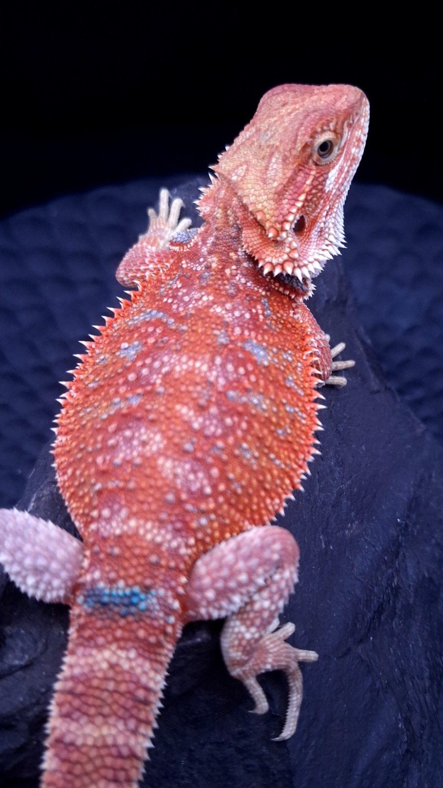 Red/Orange Hypo G-Stripe Blue Bar Baardagaam Man, Lézard, 0 à 2 ans