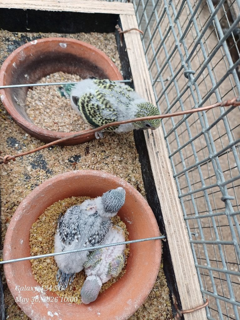 Grasparkieten baby voor handopfok, Dieren en Toebehoren, Vogels | Parkieten en Papegaaien, Parkiet, Tam