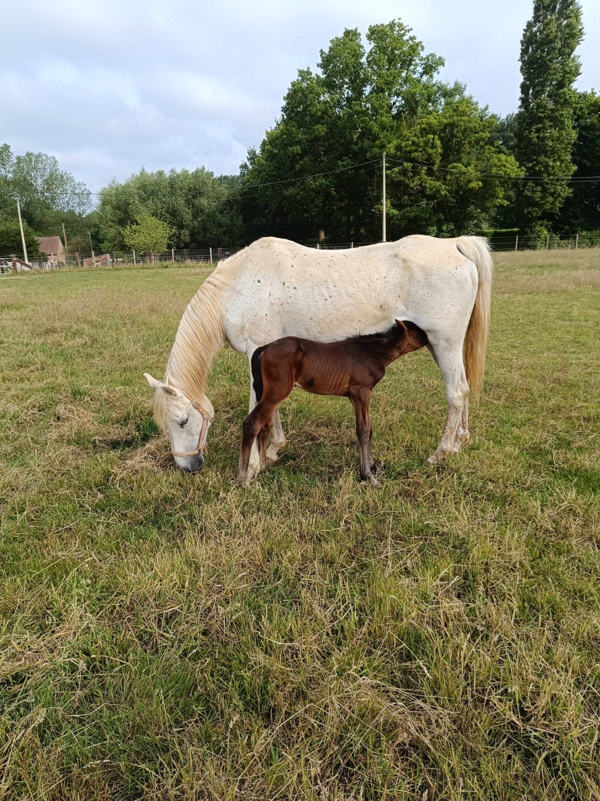 Draagmerrie, Dieren en Toebehoren, Paarden, Merrie, Springpaard, Met stamboom, 160 tot 165 cm