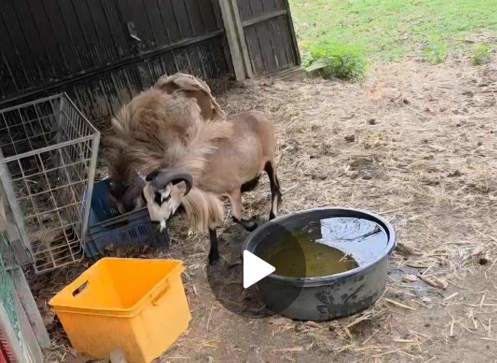 Kameroen schaap, Dieren en Toebehoren, Schapen, Geiten en Varkens, Schaap