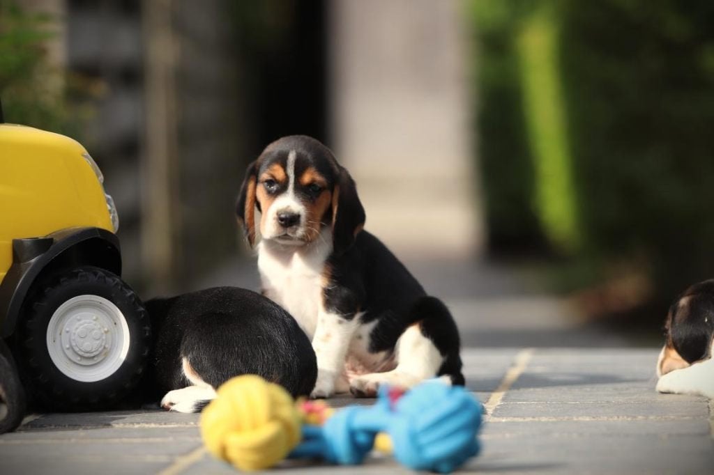 Beagle pups, Dieren en Toebehoren, Honden | Beagles, Bassets en Lopende honden, Parvo, België, Beagle, 8 tot 15 weken