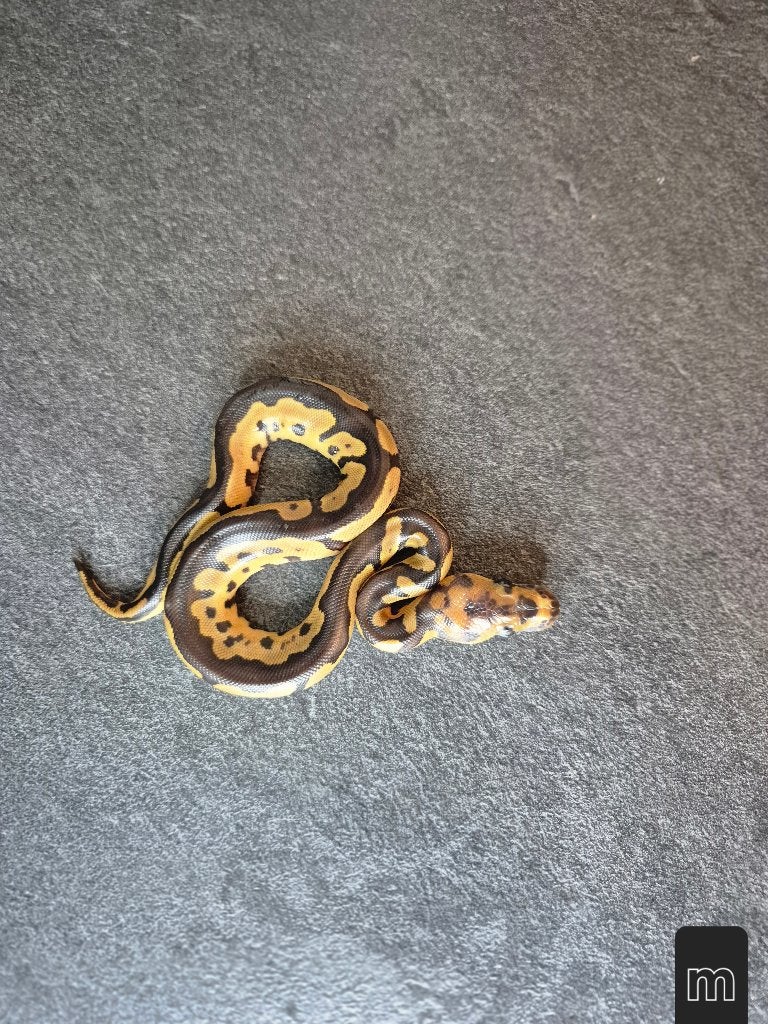 Python regius nc2026 Ball Python photo 13