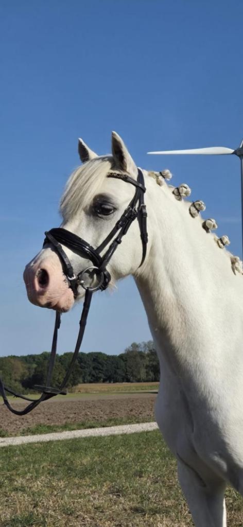 Mooie B pony Belissimo, Ruin, B
