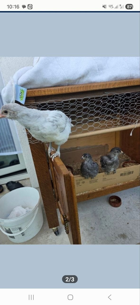 4 poussins