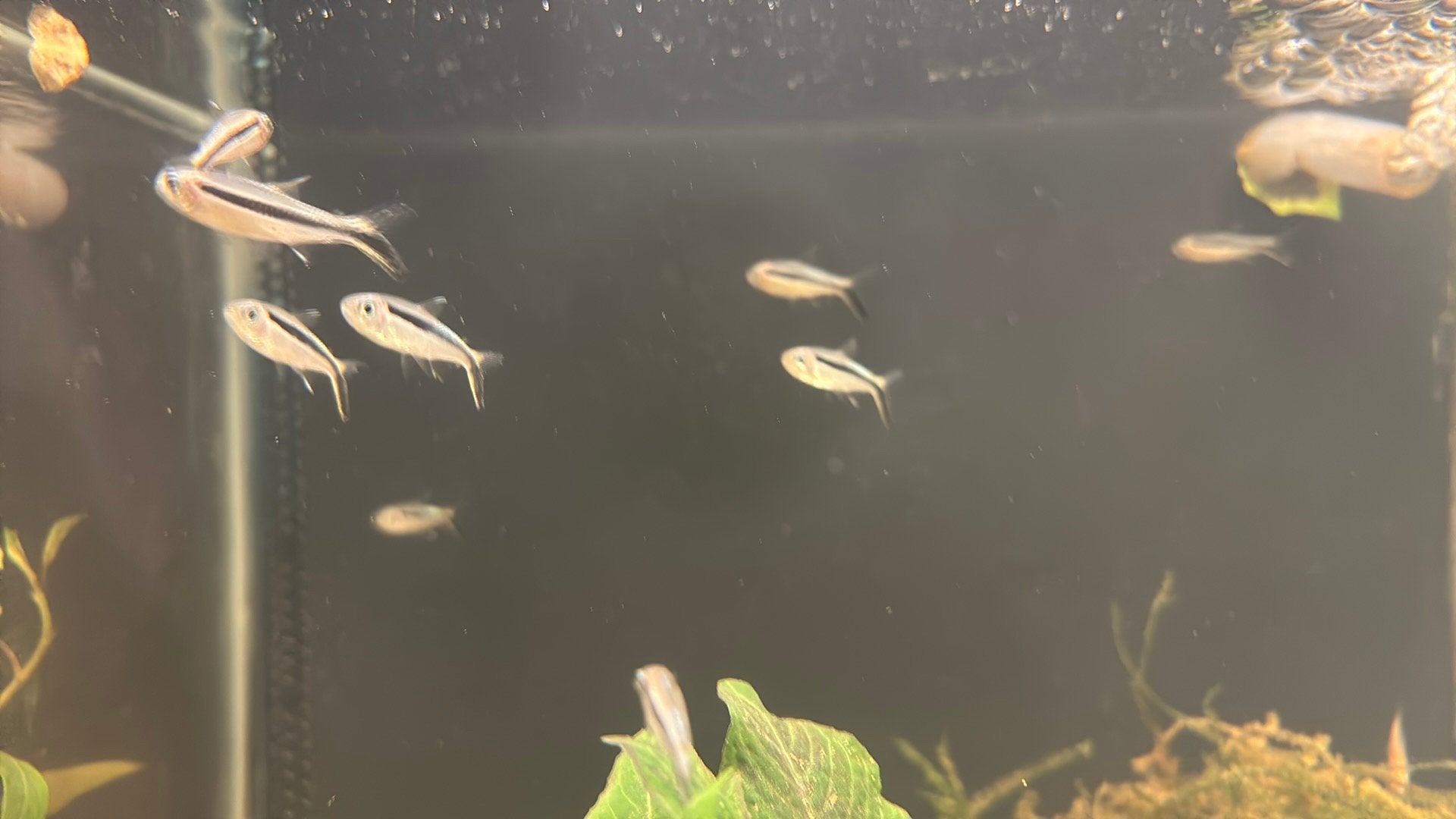 Thayeria boehlkei ( hockeystick tetra ), Dieren en Toebehoren, Vis, Zoetwatervis, Schoolvis