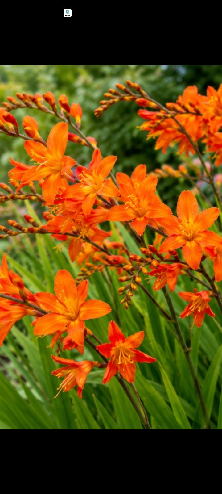 Montbritia orange winterhard Koe tuinplant, Tuin en Terras, Planten | Tuinplanten, Ophalen
