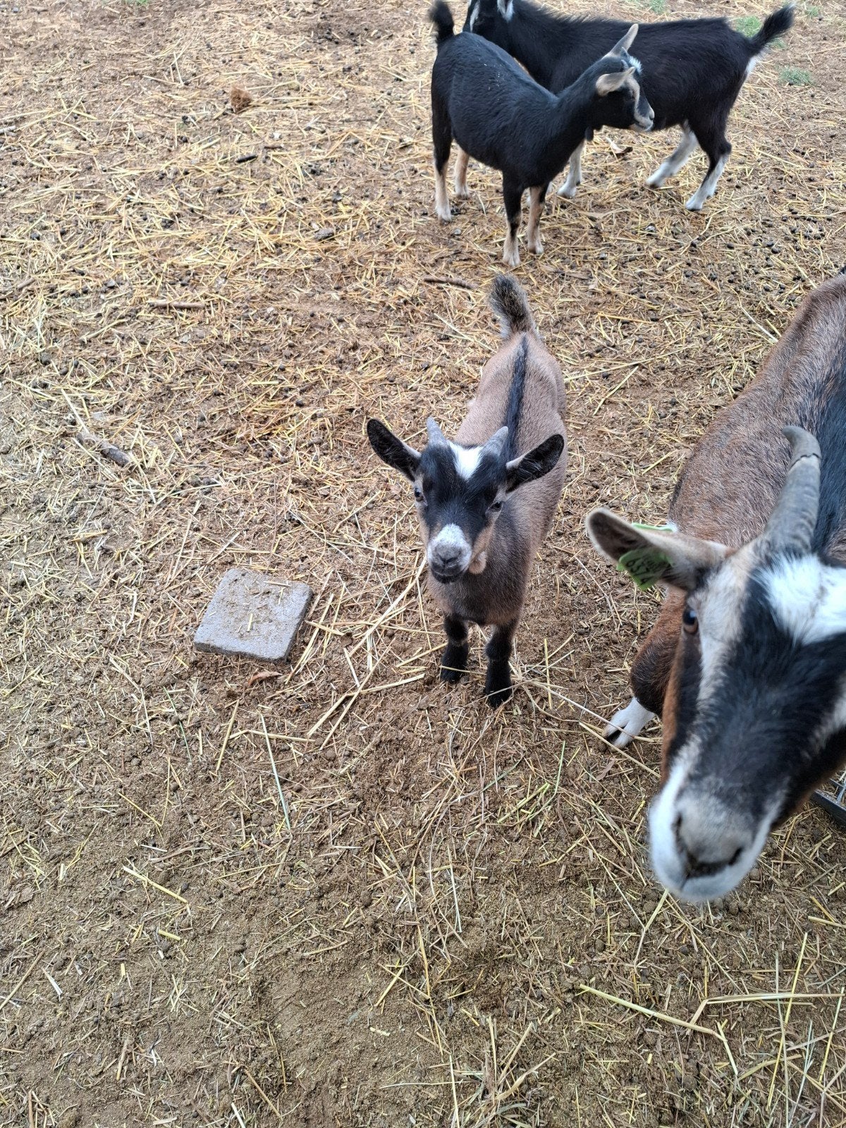 bouc 2,5mois, Animaux & Accessoires
