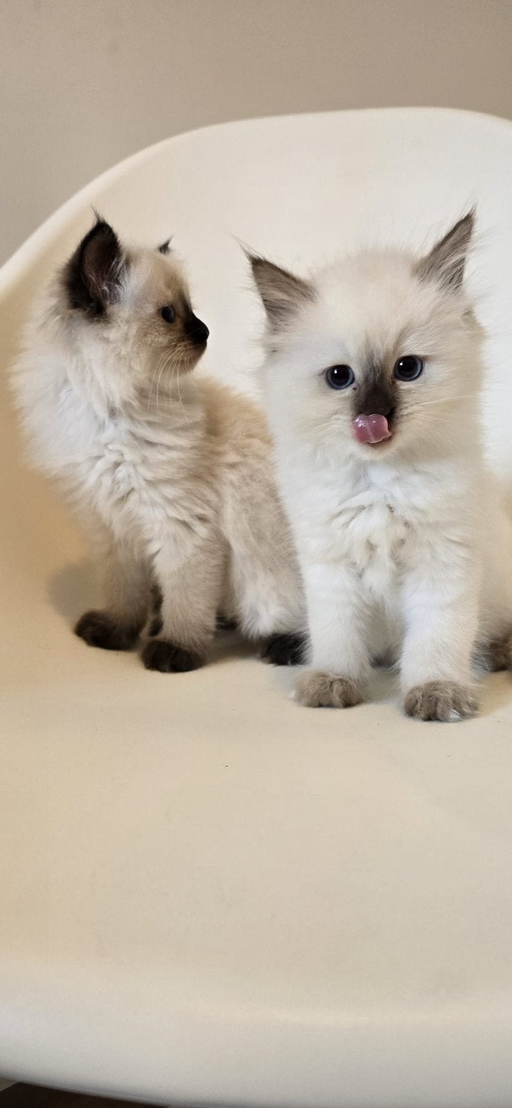 chaton femelle Ragdoll disponibles, Chat, Vermifugé, 0 à 2 ans