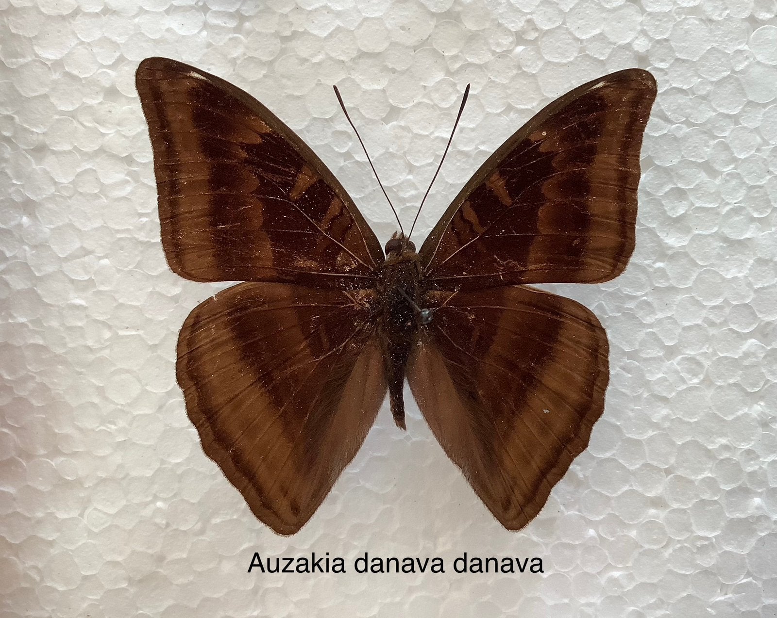 Auzakia danava danava ( Myanmar), Ophalen of Verzenden