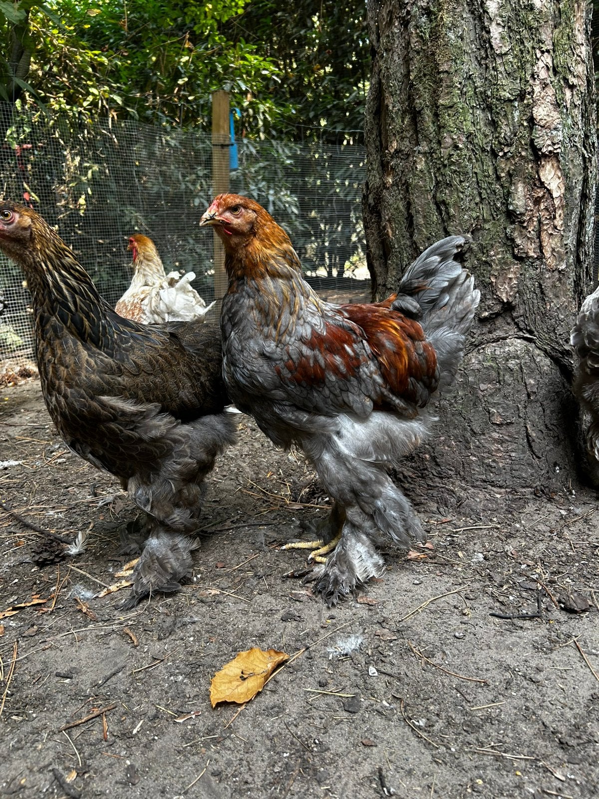 4 jonge hanen te koop