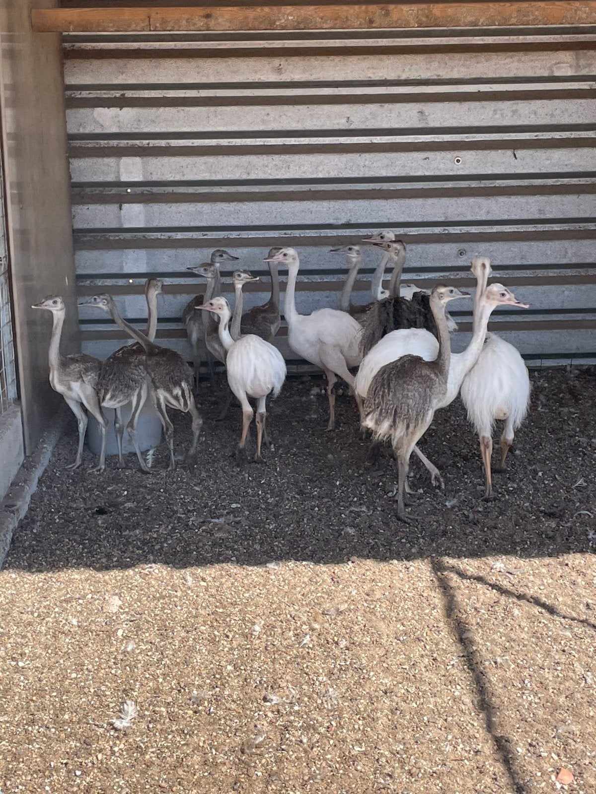 Nandoe kuikens, Animaux & Accessoires, Volatiles, Plusieurs animaux, Autres espèces