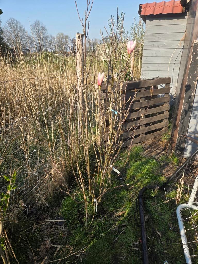 Magnolia heaven Scent, Tuin en Terras, Lente, 100 tot 250 cm, Ophalen, Volle zon