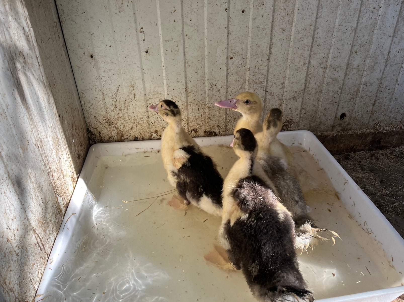 Barbarie eenden, Dieren en Toebehoren, Meerdere dieren, Eend