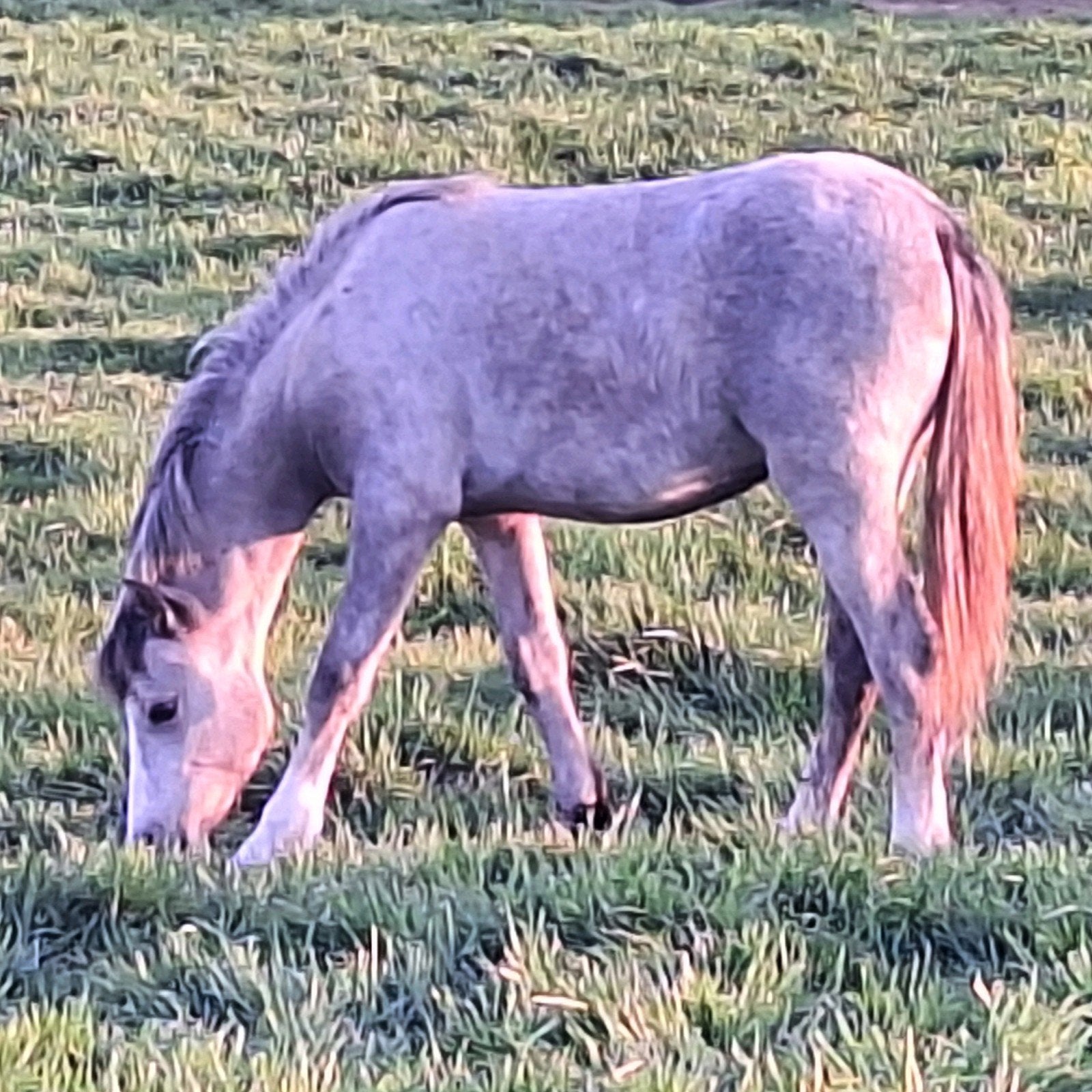 Heel mooie welsh sectie b jaarling merrie, Poney C (1.27 m à 1.37m), Avec pedigree, 0 à 2 ans, Non dressé