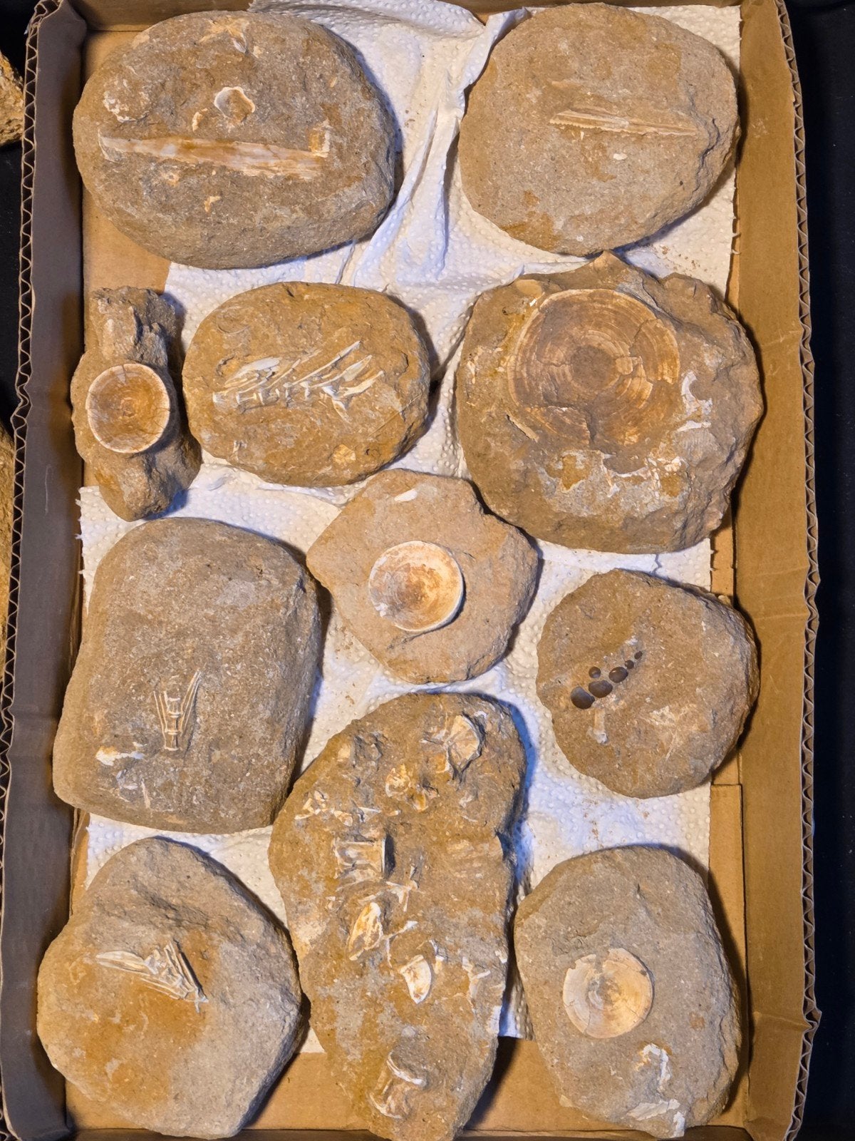Mooi lot visfossielen, laat krijt, marokko, 11 stuks, Ophalen of Verzenden