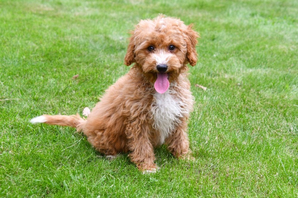 Chiots Maltipoo à vendre, 15 semaines à 1 an, Autres races, Plusieurs animaux, Éleveur | Professionnel