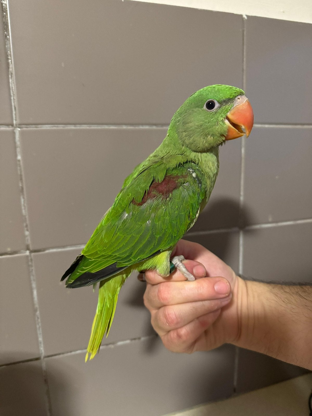 Supertamme alexander jonge parkiet, Animaux & Accessoires, Perruche