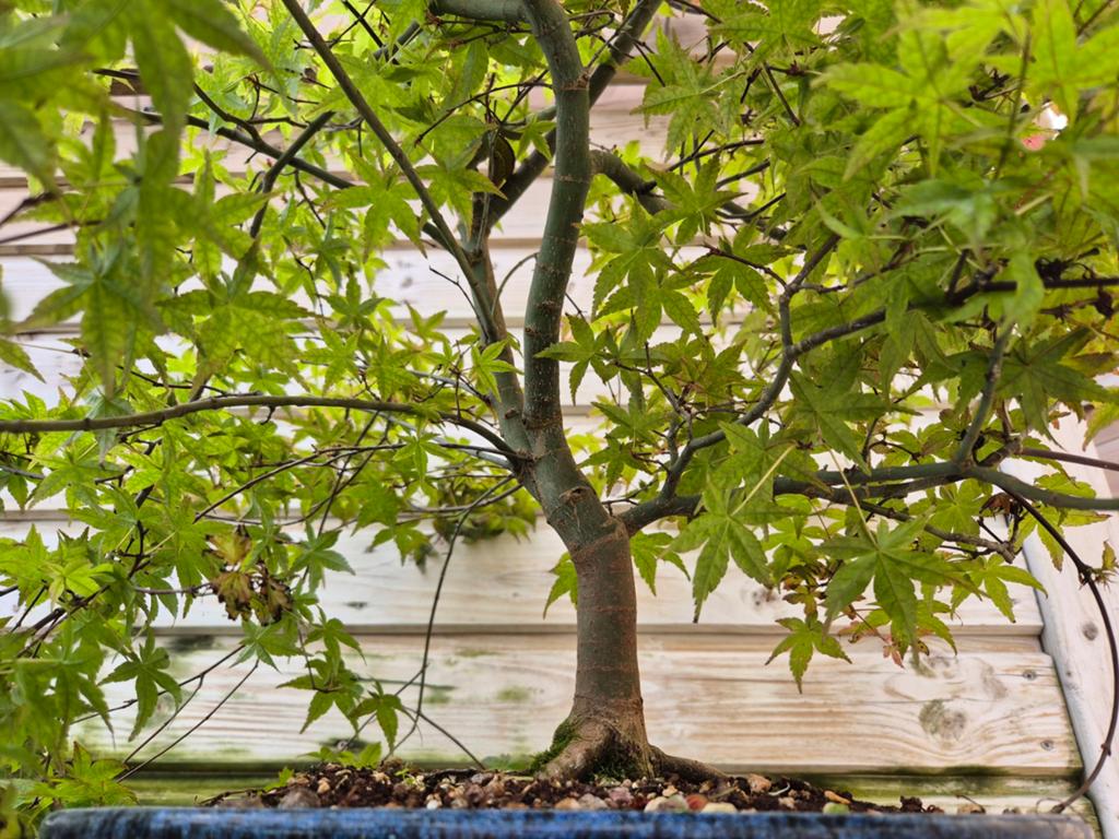 Bonsai Acer deshojo, Tuin en Terras, Planten | Bomen, Ophalen, Lente