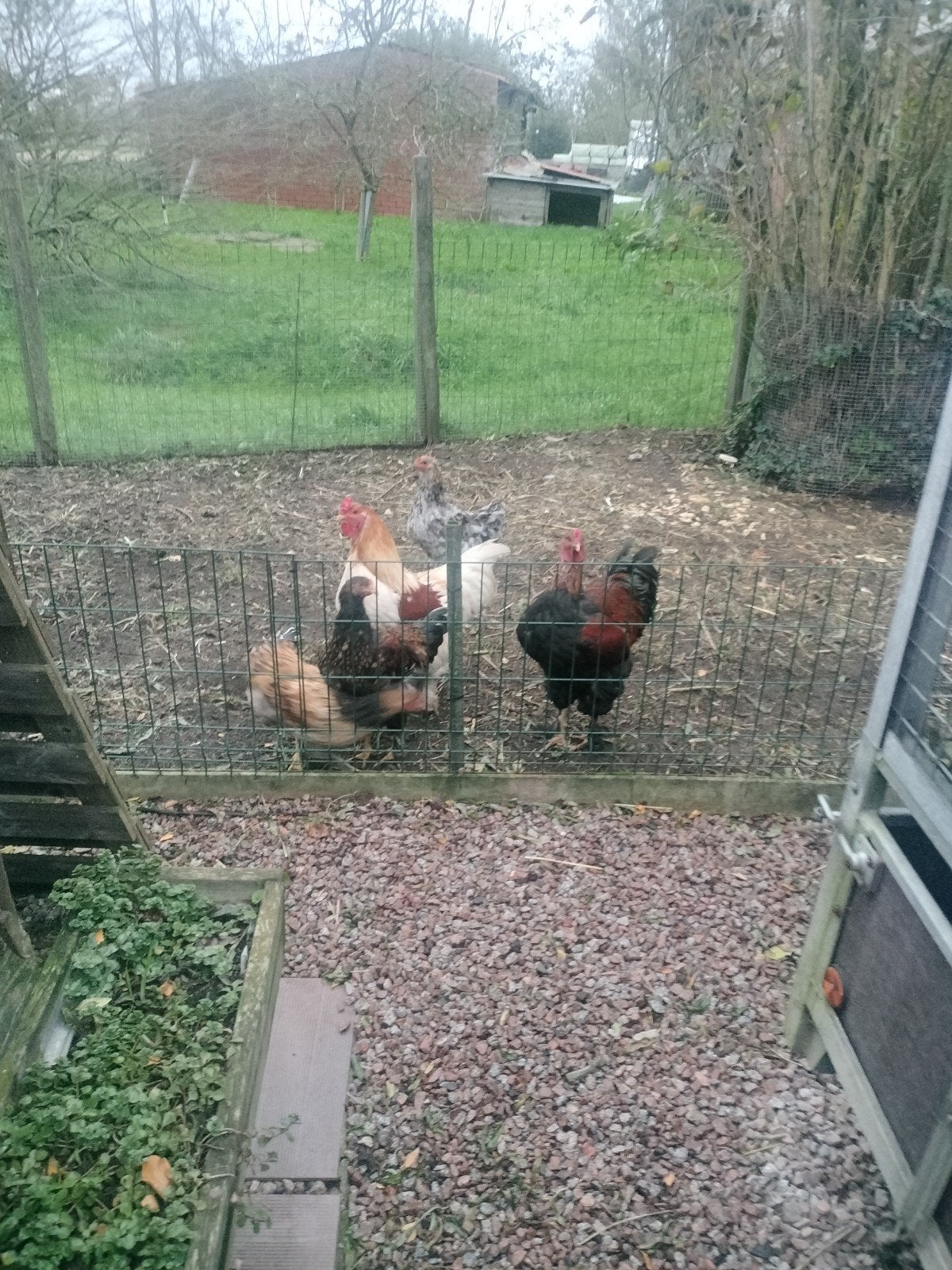 mooie jonge hanen, Dieren en Toebehoren