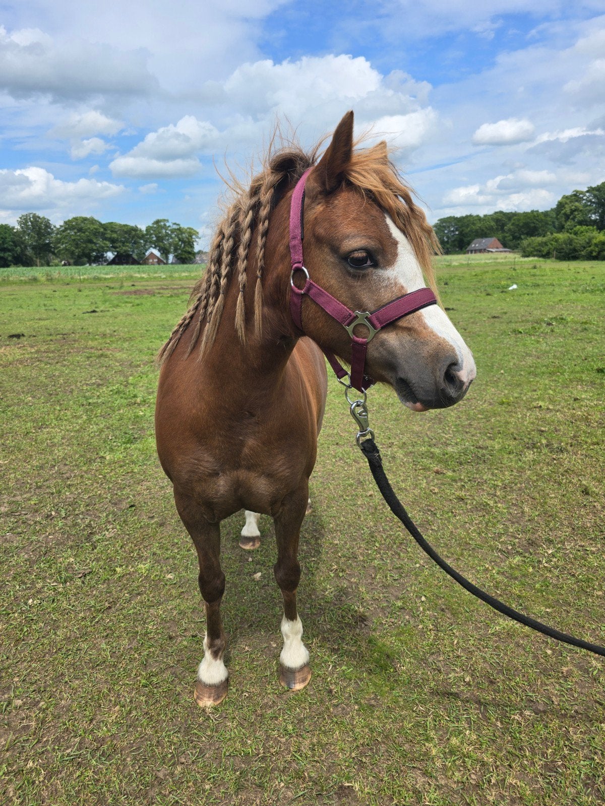 Welsh a pony merrie, Animaux & Accessoires, Poneys, Poney B (1.17 m à 1.27 m), Débourré, Poney de récréation, Avec pedigree