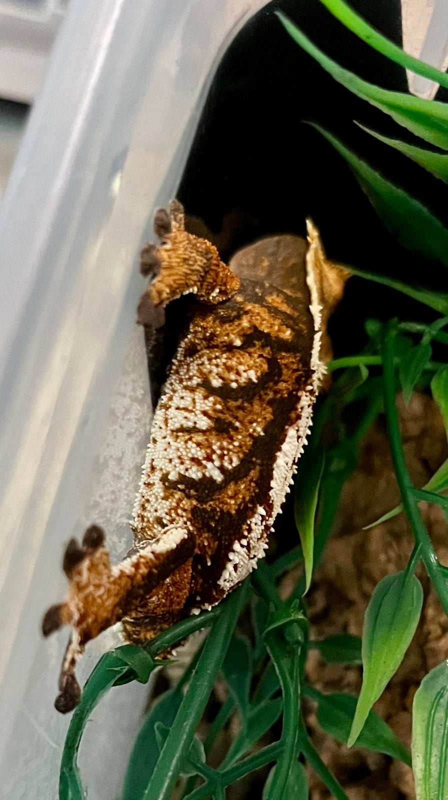 Extreem harlequin wimpergekko, ciliatus