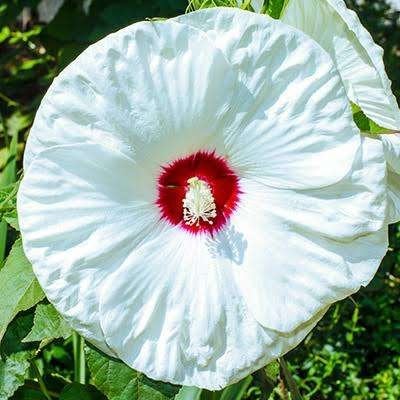 Hibiscus Moscheutos, Tuin en Terras, Planten | Tuinplanten, Ophalen