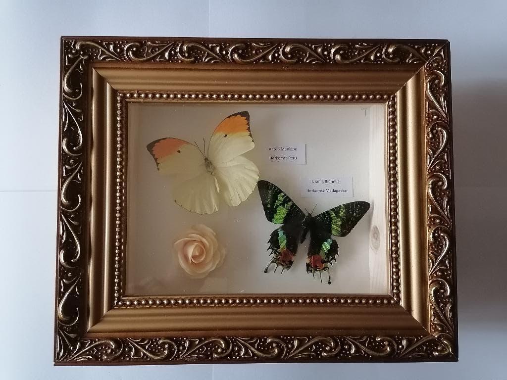 Taxidermy, Verzamelen, Dierenverzamelingen, Verzenden, Nieuw, Insect, Opgezet dier