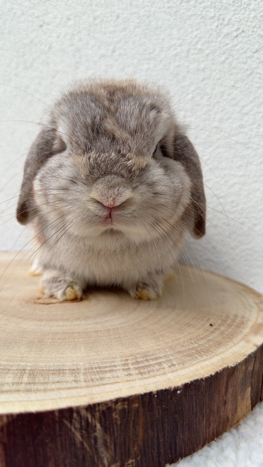 Mooie Minilop ram, Dieren en Toebehoren, Mannelijk, Dwerg, Hangoor, 0 tot 2 jaar
