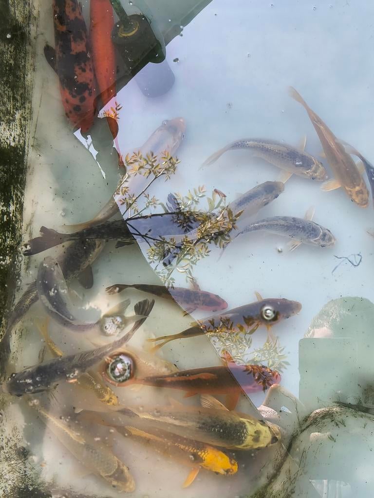 Koi's te koop 15cm tot 30cm (1 euro de CM), Dieren en Toebehoren, Vissen | Vijvervissen