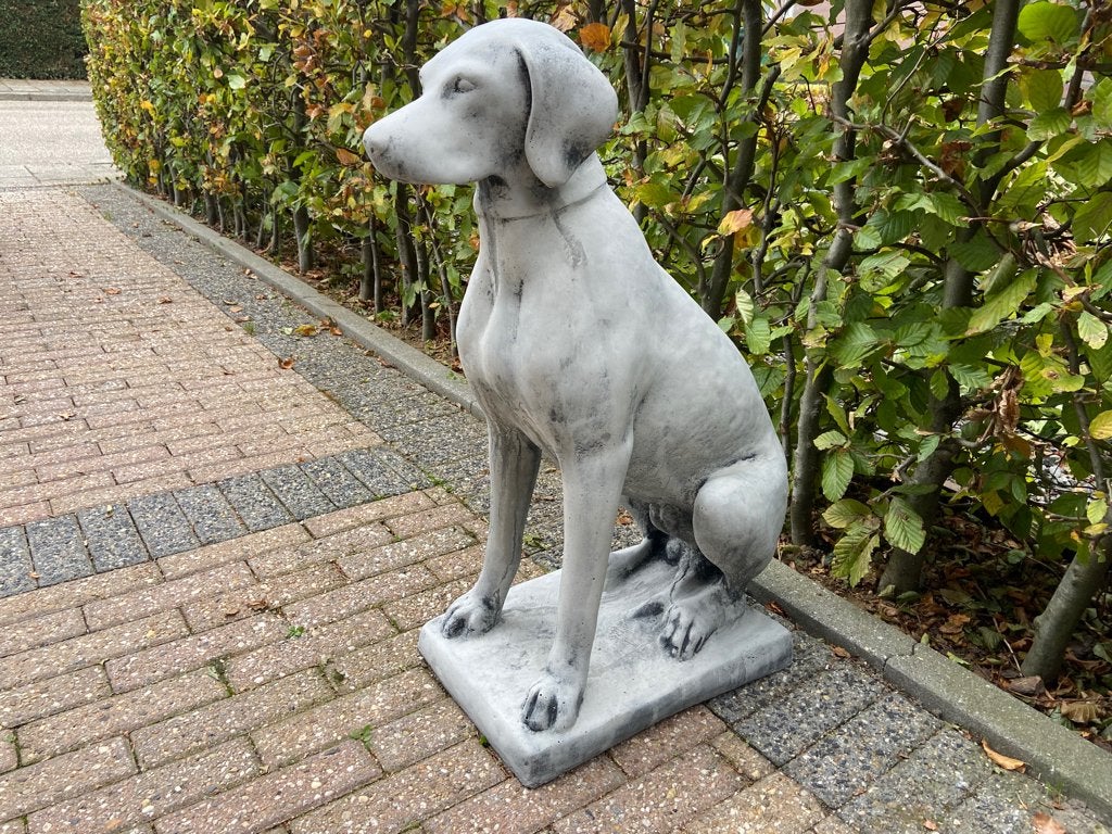 Engelse Jachthond ,Pointer, Hoogte 75cm, Tuin en Terras, Ophalen, Nieuw, Beton, Dierenbeeld