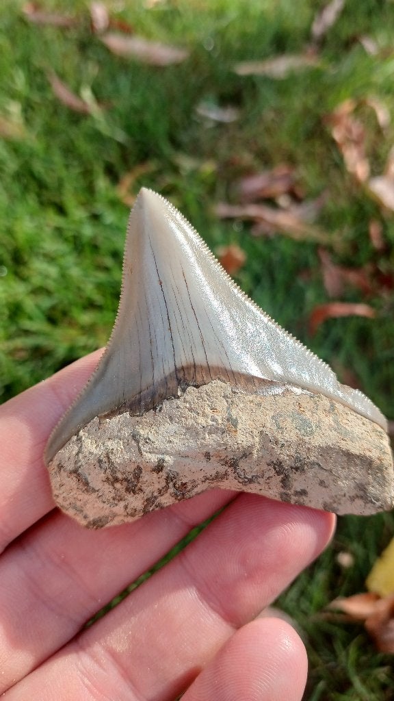 Dent de requin mégalodon provenant de fossiles d'Indonésie, Collections, Enlèvement ou Envoi, Fossile
