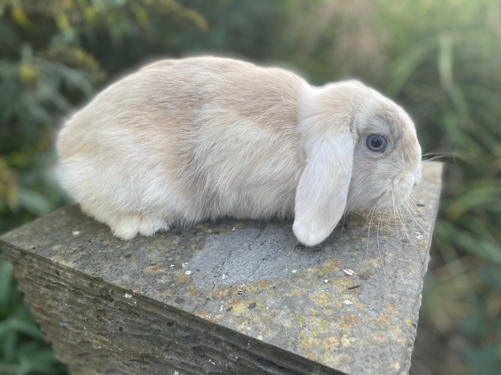 Minilop konijntje, Dieren en Toebehoren