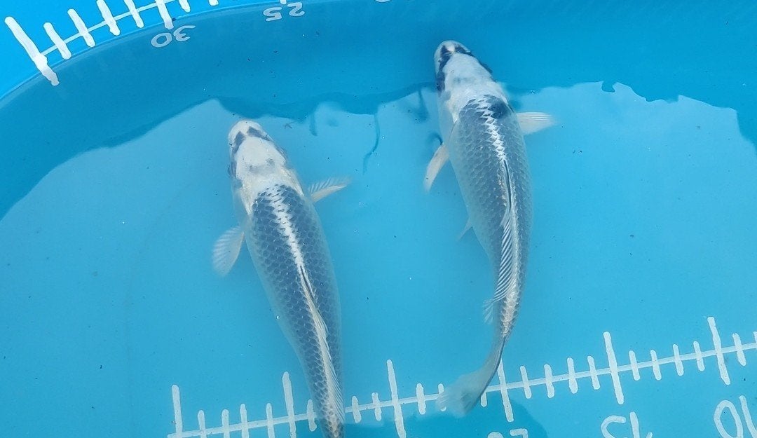 2 gin matsuba, Animaux & Accessoires, Poissons | Poissons d'étang